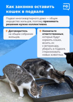 Как заметить кошку под автомобилем - рассказываем в нашем посте Как заметить кошку под автомобилем - рассказываем в нашем посте.
